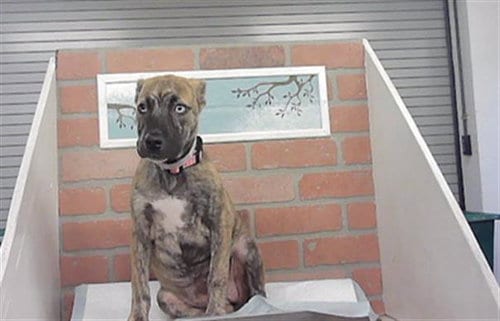 Photo of Stormy, adoptable Staffordshire Bull Terrier in Houston, Texas