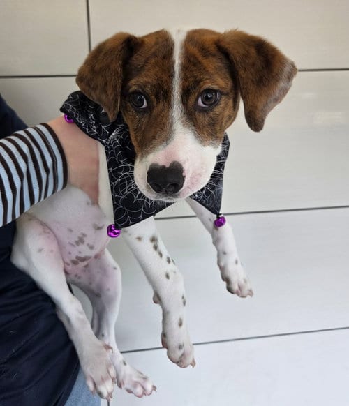 Photo of Ember, adoptable Unknown breed in Rancho Santa Fe, California