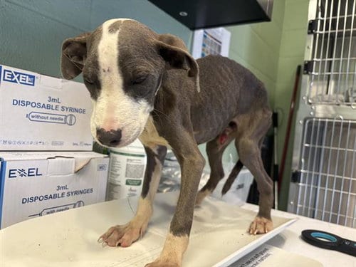 Photo of Tighten, adoptable American Pit Bull Terrier in Grand Prairie, Texas