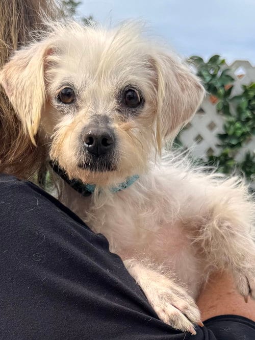 Photo of Baylee, adoptable Terrier in Newport Beach, California