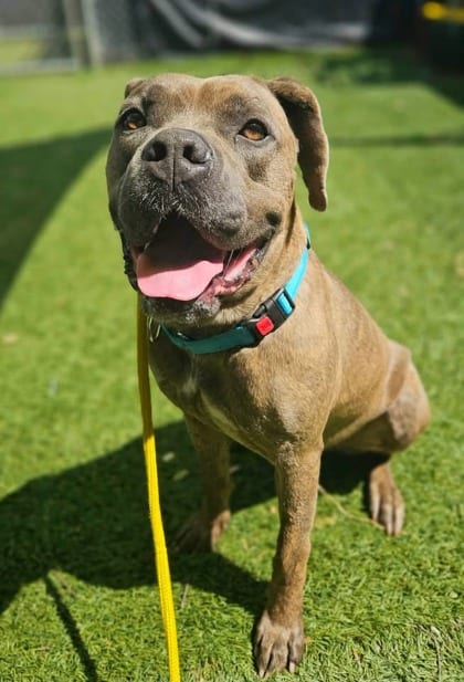 Photo of Coach, adoptable dog in Baltimore, Maryland
