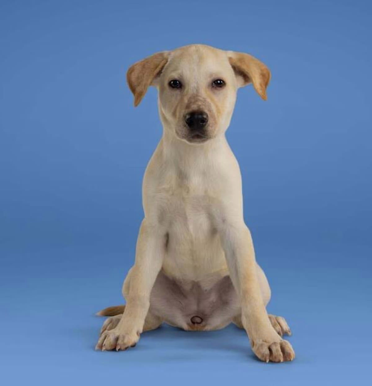 Photo of Stephanie, adoptable Labrador Retriever in Wolcott, Connecticut