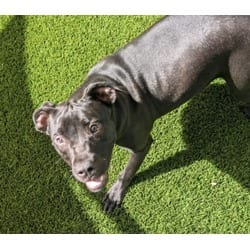 Photo of Sprinkles, adoptable Labrador Retriever in Texas City, Texas