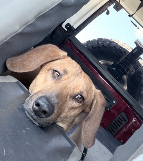 Photo of Slinky "Slinks", adoptable Dachshund in Chandler, Arizona
