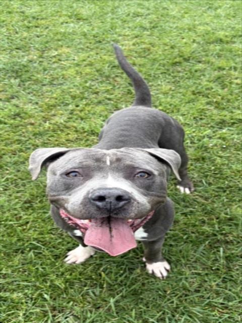 Photo of Xavier, adoptable Pit Bull Terrier in Wilmington, North Carolina