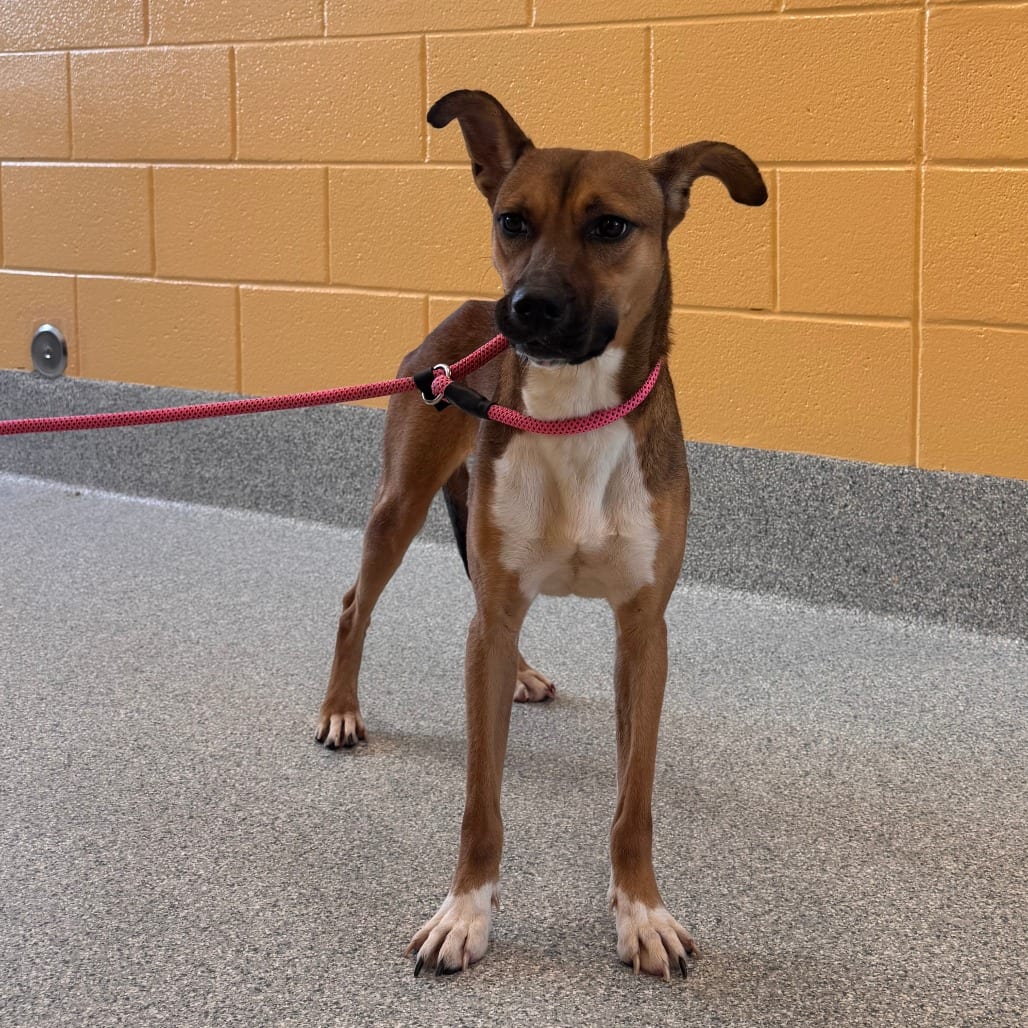 Photo of Daisy, adoptable Mixed Breed (Medium) in Spartanburg, South Carolina