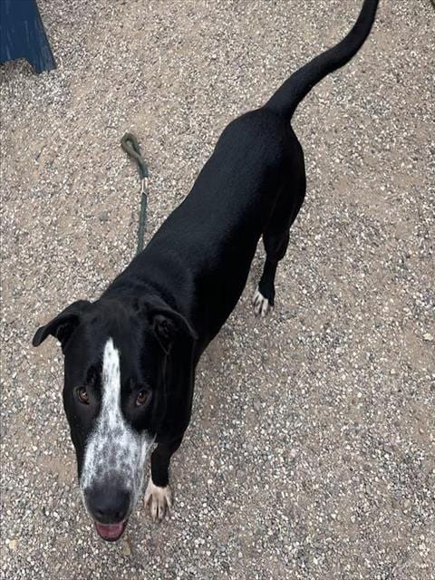 Photo of Elvis, adoptable dog