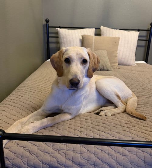 Photo of Belle, adoptable Labrador Retriever in Denton, Texas