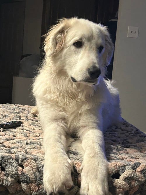Photo of Bodhi, adoptable Great Pyrenees in Hewitt, New Jersey