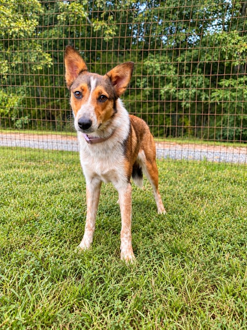 Photo of Paprika Sep 26, adoptable Collie in Pacolet, South Carolina