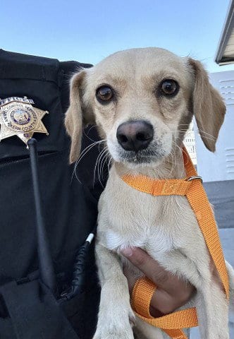 Photo of Irish, adoptable Chihuahua in Bakersfield, California