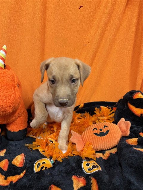 Photo of Jug Head, adoptable German Shepherd Dog in Modesto, California