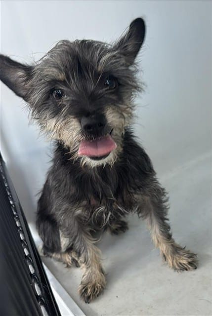 Photo of Senior Yorkshire Terrier, adoptable Yorkshire Terrier in Houston, Texas