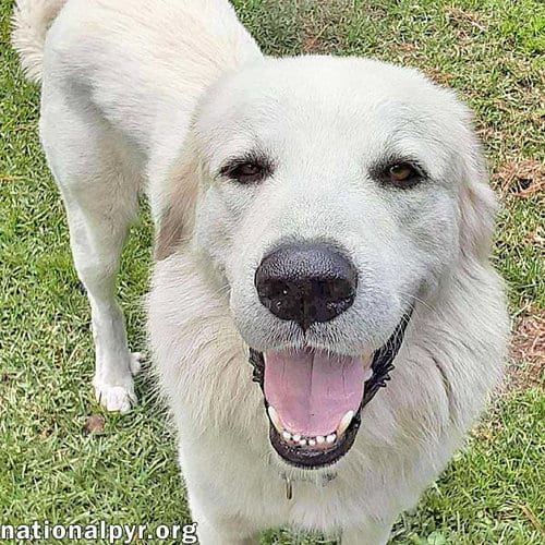 Photo of Yeti in SC - Energetic, Playful & Sweet, adoptable Great Pyrenees in Beacon, New York