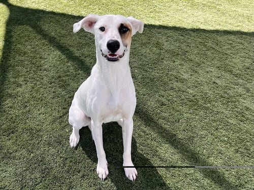 Photo of Jackie, adoptable German Shepherd Dog in Corona, California