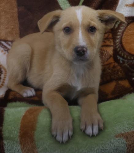 Photo of Trek, adoptable Shepherd in Thief River Falls, Minnesota
