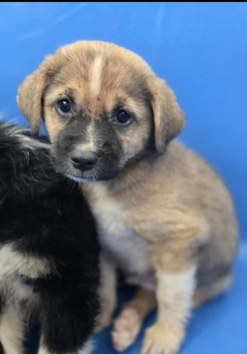 Photo of Sarge, adoptable Unknown breed in Holbrook, New York