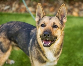 Photo of Sammy, adoptable German Shepherd Dog in Fremont, California