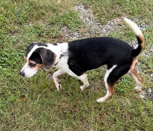 Photo of Vegas, adoptable Rat Terrier in Staley, North Carolina