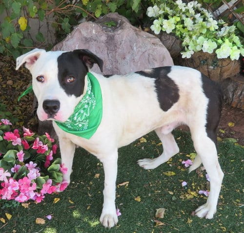 Photo of Ben, adoptable American Pit Bull Terrier in Oklahoma City, Oklahoma