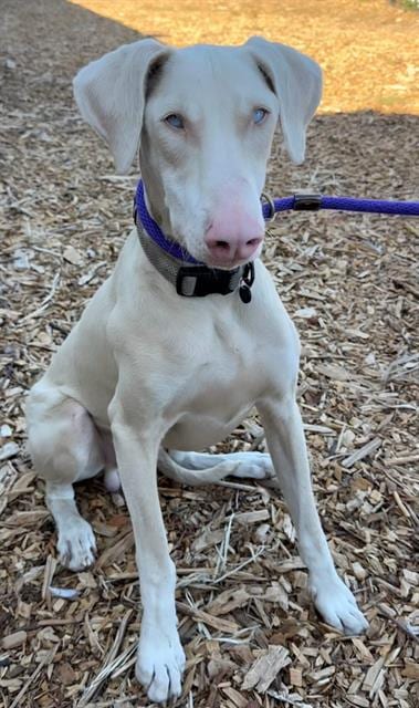 Photo of Aries, adoptable Doberman Pinscher in Santa Cruz, California