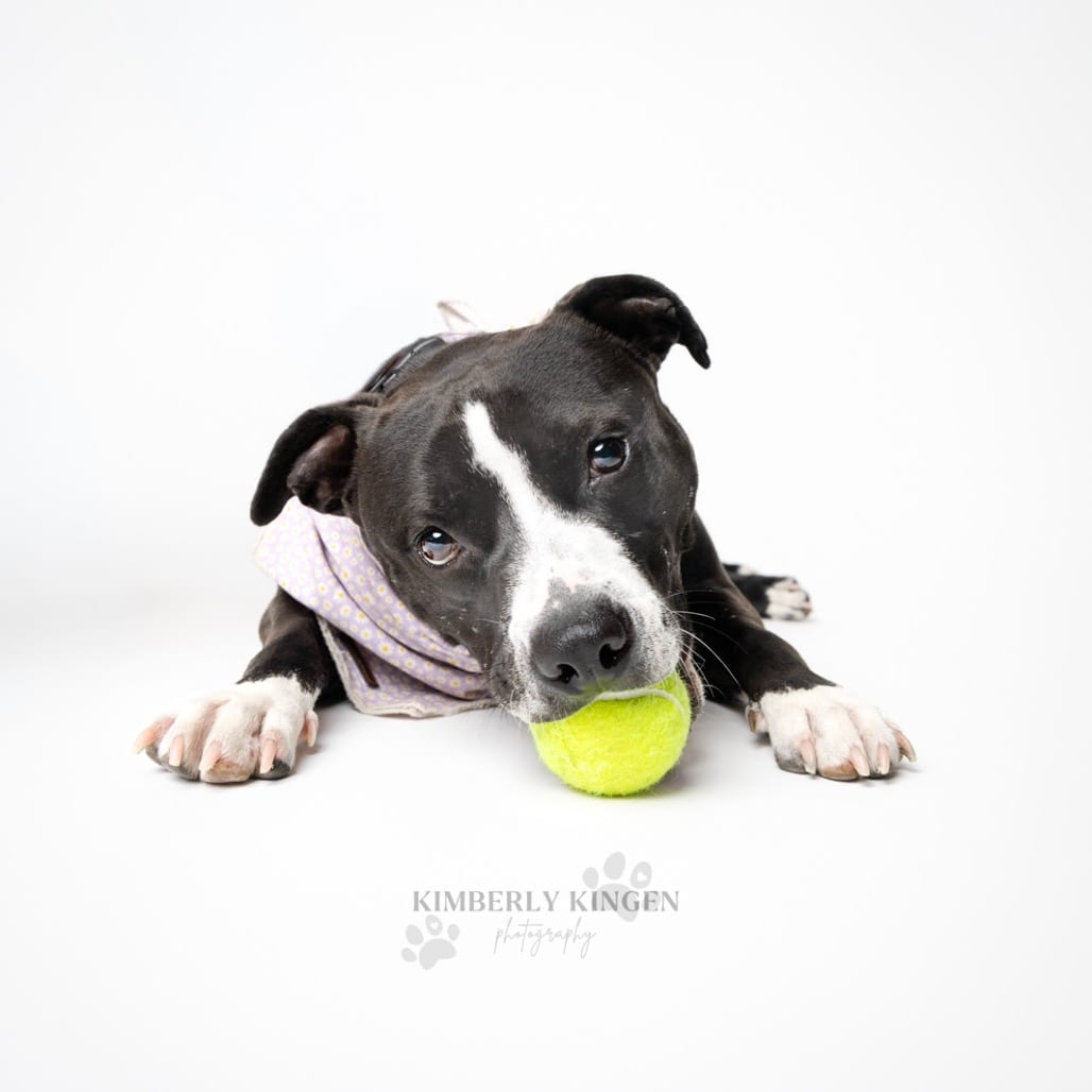 Photo of Aviva, adoptable Terrier, American Pit Bull / Mix in Chicago, Illinois