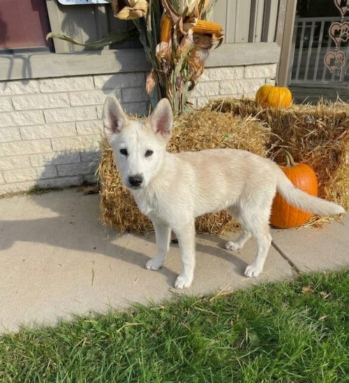 Photo of Marshmallow, adoptable Shepherd in Genesee, Wisconsin