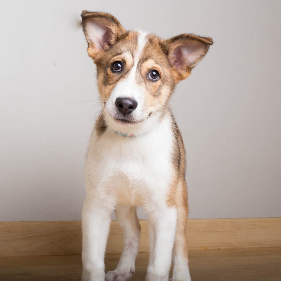 Photo of Tokyo D71410, adoptable Husky / Mixed Breed (Medium) in Minnesota, Minnesota