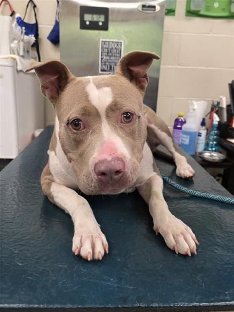 Photo of Zelda, adoptable Bulldog in Mobile, Alabama