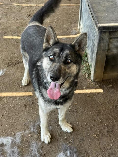 Photo of Sky, adoptable German Shepherd Dog in Riverside, California