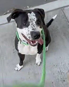 Photo of Charlie, adoptable Pit Bull Terrier in Sacramento, California