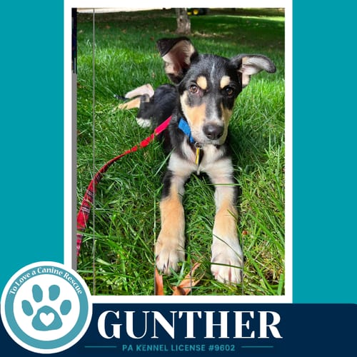 Photo of Gunther (Prost Pups) 100326, adoptable German Shepherd Dog in Kimberton, Pennsylvania