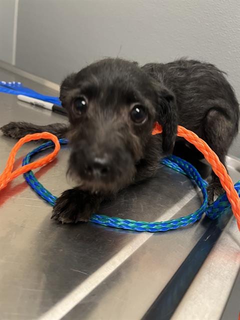 Photo of Morticia Addams, adoptable Terrier in Las Vegas, Nevada