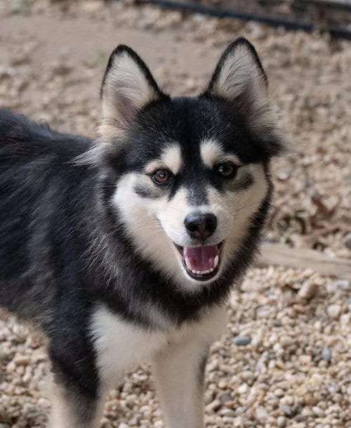 Photo of Daisy, adoptable Siberian Husky in Matawan, New Jersey