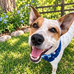 Photo of Elfie, adoptable Australian Cattle Dog Mixed Breed (Medium) in Indiantown, Florida