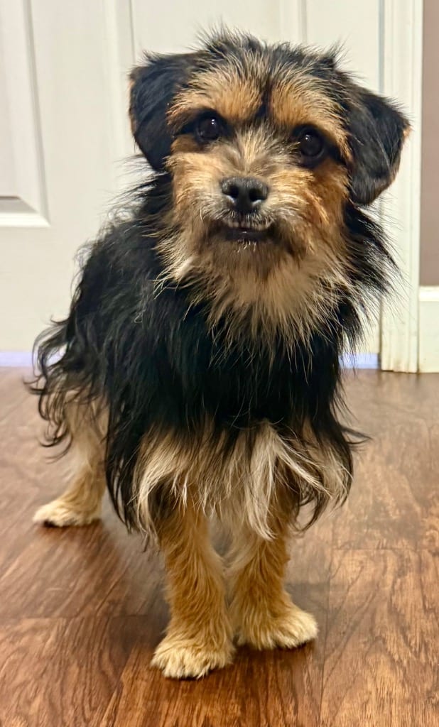 Photo of Archie, adoptable Yorkshire Terrier Yorkie in Crossville, Tennessee