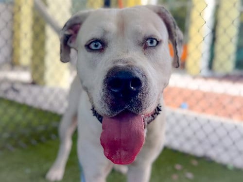 Photo of Dover, adoptable Staffordshire Bull Terrier in Tavares, Florida