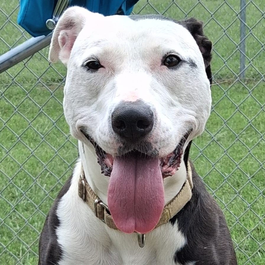 Photo of Be-Bop, adoptable Mixed Breed (Medium)
