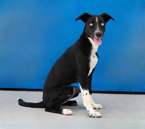 Photo of Circe, adoptable Labrador Retriever in Baldwin Park, California