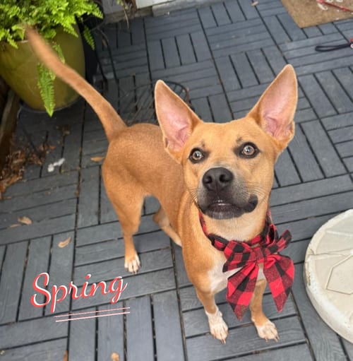 Photo of Spring #winsome-personality, adoptable Carolina Dog in HOUSTON, Texas