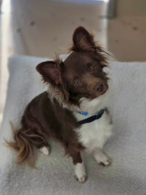Photo of Sparrow, adoptable Chihuahua in Yreka, California