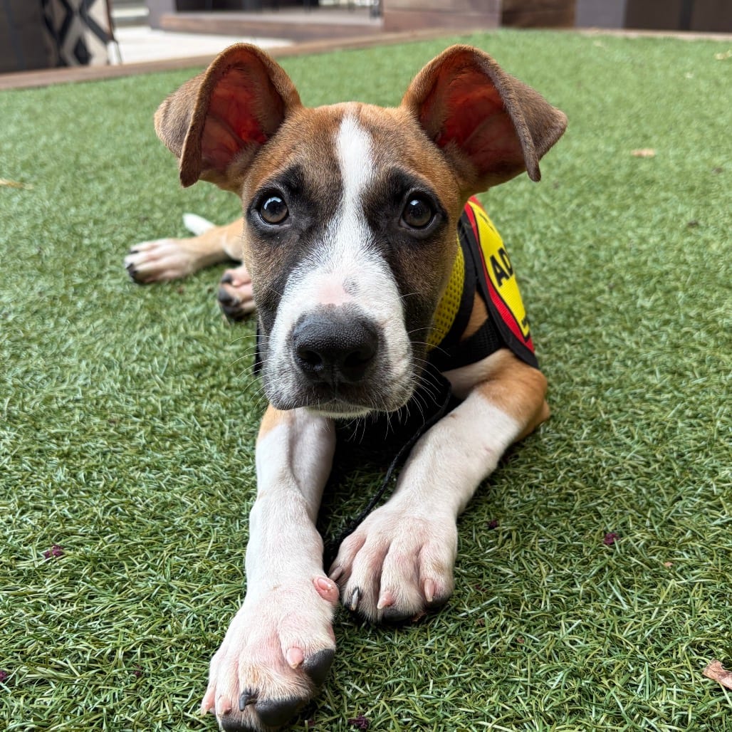 Photo of Paolo, adoptable Boxer / Mixed Breed (Medium) in Jersey City, New Jersey