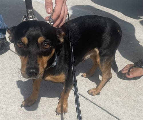 Photo of Brownie, adoptable Dachshund in Fort Lauderdale, Florida