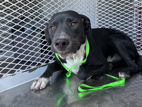 Photo of Neo, adoptable Pit Bull Terrier in Bakersfield, California