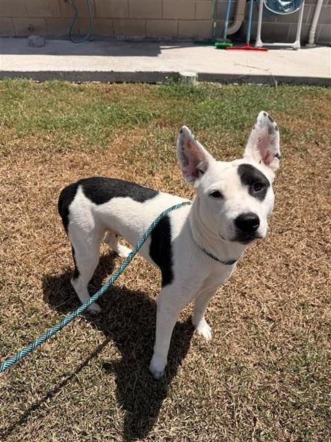 Photo of Sadie, adoptable American Pit Bull Terrier in Corpus Christi, Texas