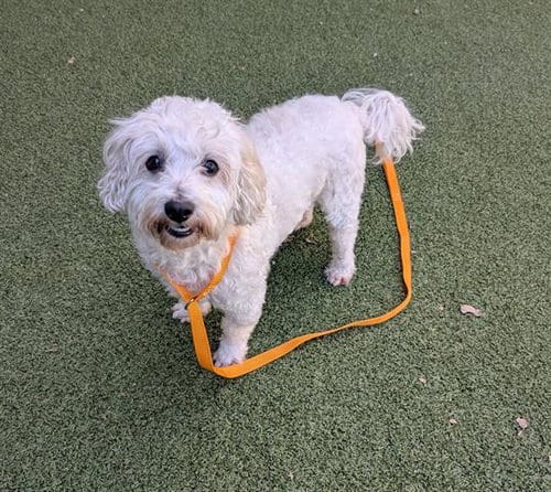 Photo of Santiago, adoptable Poodle (Miniature) in San Martin, California