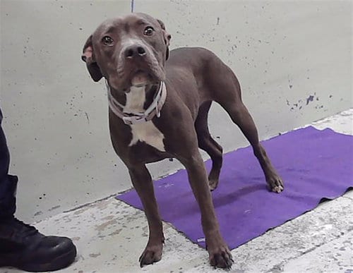 Photo of A2099594, adoptable American Staffordshire Terrier in Houston, Texas