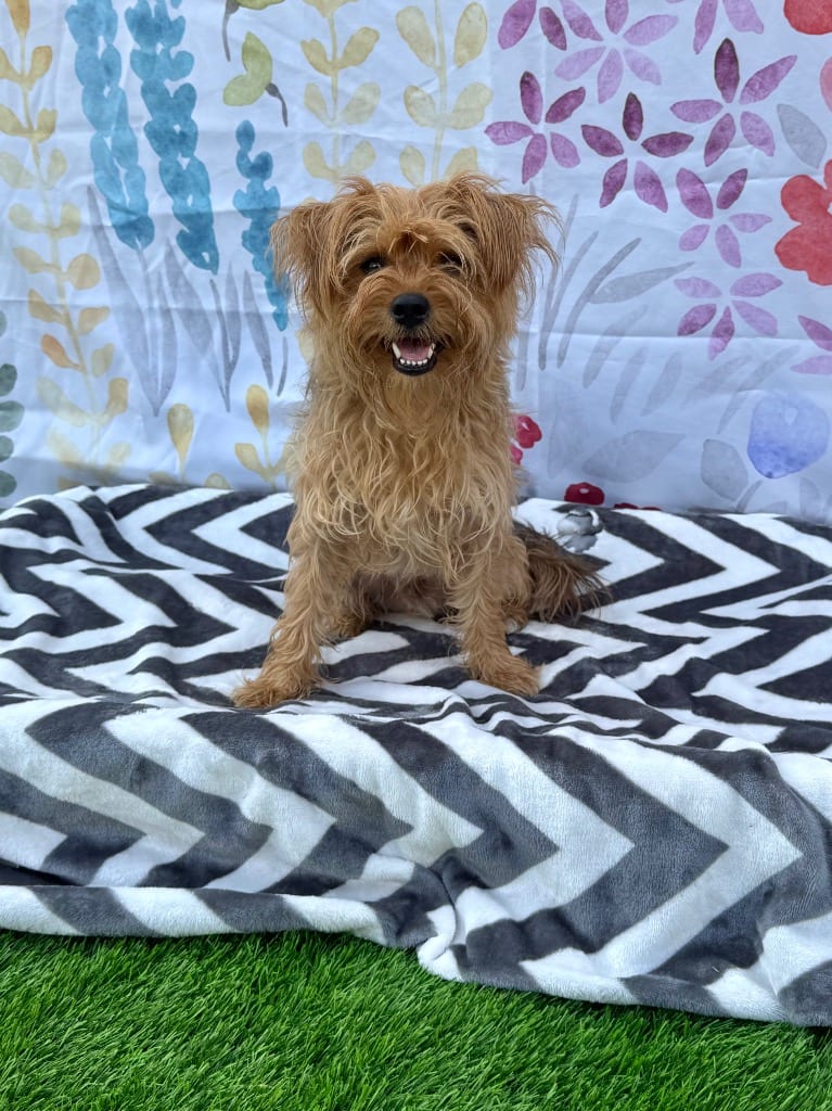 Photo of Beans, adoptable Yorkshire Terrier Yorkie in Canyon Lake, Texas