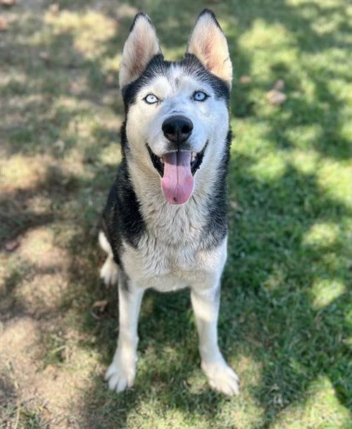 Photo of Laska, adoptable Siberian Husky in Riverside, California