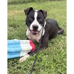 Photo of Ryker, adoptable American Staffordshire Terrier in Brooksville, Florida